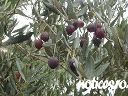 Masline
