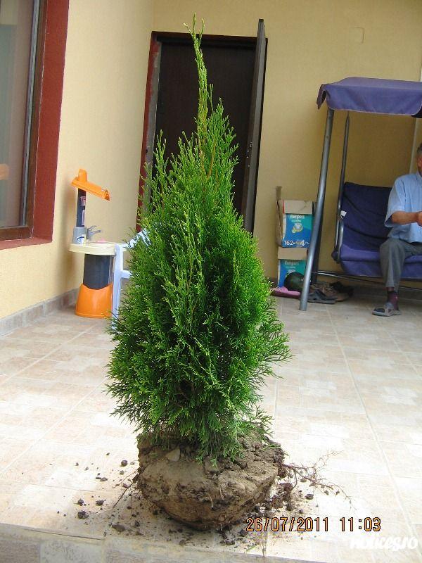 tuia smaragd
