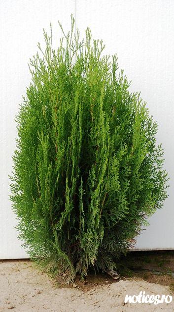 tuia globosa