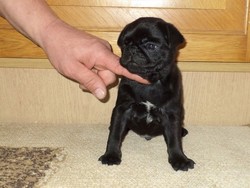  Mops negrii