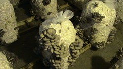 Vand saci compost ciuperci pleurotus fazele unu sau 3
