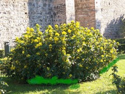 mahonie galbena cu radacina