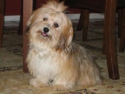 Bichon havanese 500 ron