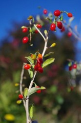 vindem plante de goji
