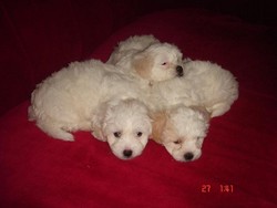 Puiuti de Bichon Maltese