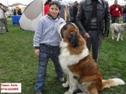 Vand catei saint bernard cu pedigree