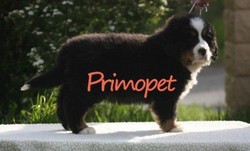 PrimoPet vinde pui Ciobanesc de Berna