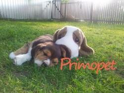 Primo Pet S.R.L. vinde Beagle