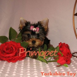 Vand catei de rasa Yorkshire Terrier Toy