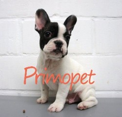 Vand catei de rasa Bulldog Francez