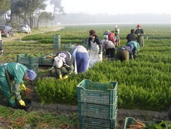 AGRICULTURA  AUSTRIA/GERMANIA 1200 EURO