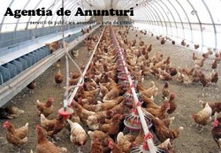 AVICOLA PUI SI PASARI DE CASA