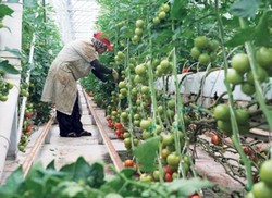 Agricultura in Catania – Italia 1000 euro 