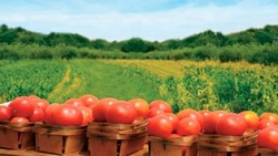 Agricultura in Germania 1300 euro