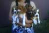 Beagle si Mops de vanzare