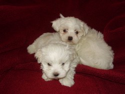 Bichon Maltese