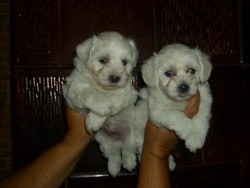 Bishon Maltese 