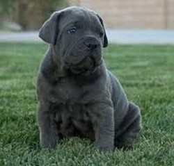 Cane Corso