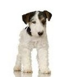 Canisa De Kabiria vinde pui fox terrier wire, 2 femele, din monta deosebita 