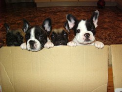 Catei Bulldog Englez diverse culori 