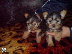 Catei Yorkshire terrier de 8 saptamini spre vanzare