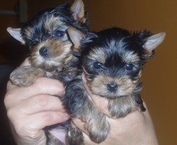Catei de vanzare  rasaYorkshire terrier ...