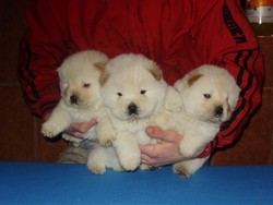 Chow-Chow Alb !!!