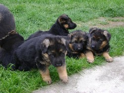 Ciobanesc German si Rottweiler
