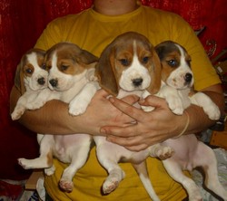 Crescator vand catei Beagle sanatosi jucausi.