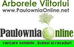Cresterea rasadurilor de paulownia din seminte