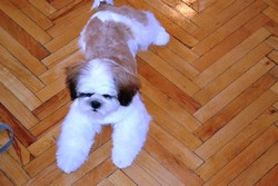 Curs Toaletaj Canin , Coafor Canin,Cosmetica Canina