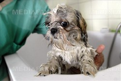 Curs Toaletaj Canin , cosmetica canina, coafor canin,grormmer