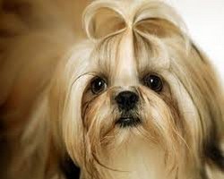 Curs frizerie canina Oradea- Profesional Academy