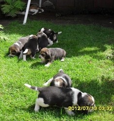 De vanzare catei   Beagle si Basset hound 