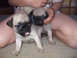 De vanzare catei  Mops pug