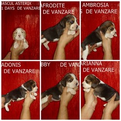De vanzare puiuti beagle tricolor si bicolor.