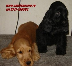 Englis Cocker spaniel si Amerikan Cocker 
