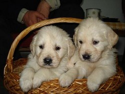 Golden Retrieveri veritabili!