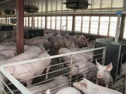 Locuri de munca la ferme animale Germania