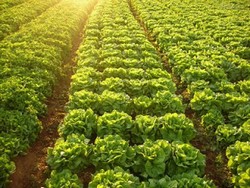 Muncitori in Agricultura  Germania