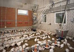 NOU FERME GAINI GERMANIA