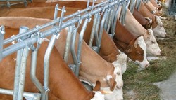 Oferim de munca in ferme de animale