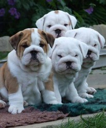 Pui de Bulldog englez