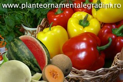 Seminte de legume destinate cultivatorilor