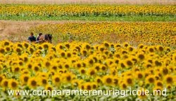 Terenuri agricole Republica Moldova - Basarabia (Arendam, Consesionam, Cumparam)