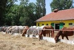URGENT FERME CAI GERMANIA