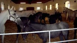 Urgent ferme cai-Germania