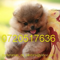 VAND POMERANIAN