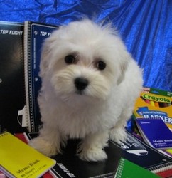 VAND PUI BICHON MALTEZ ALBI 700.RON