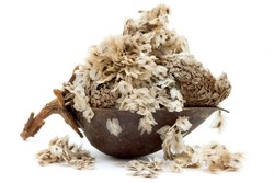 VINDEM LA PRET DE PRODUCATOR arborele Paulownia cu cea mai rapida creste din lume